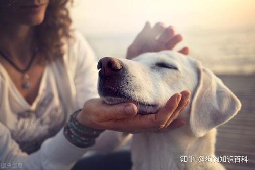吃瓜网红事件狗子视频,揭秘事件背后真相  第1张